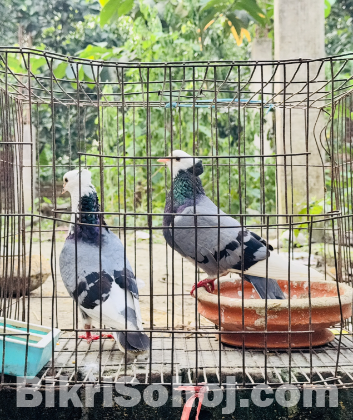 রানিং রাজগোল্লা বিক্রি করা হবে